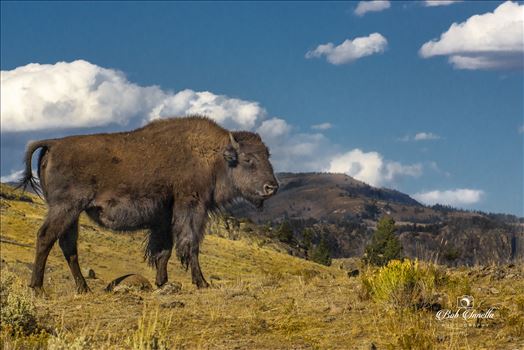 American Bison by Buckmaster