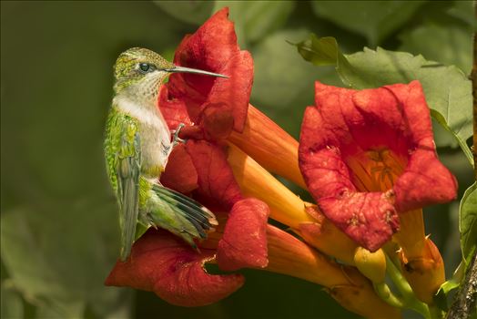 Hummingbird1 by Buckmaster