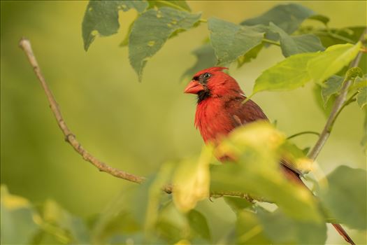 Northern Male Cardinal by Buckmaster