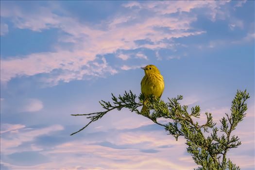 Yellow Warbler by Buckmaster