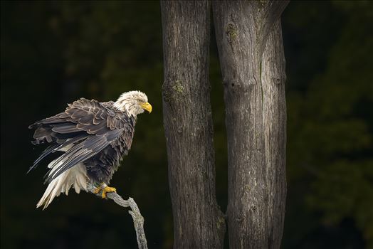 Wet Bald Eagle by Buckmaster