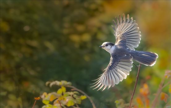 Canada Gray in Flight(aka Gray Jay) by Buckmaster