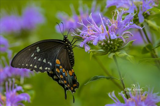 Black Swallowtail by Buckmaster
