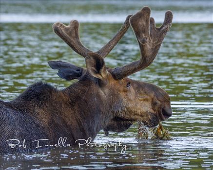 Bull Moose Eatingwccfb-02462_wm.jpg by Buckmaster