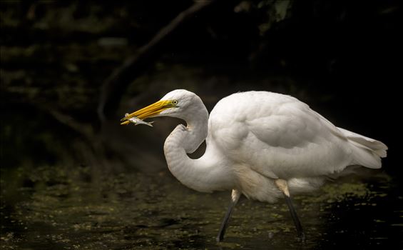 Great Egret by Buckmaster