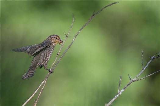 Female Red Winged Blackbird with Insect by Buckmaster