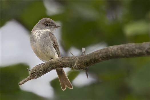 Eastern Phoebe by Buckmaster