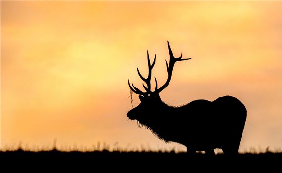 Silhouette Bull Elk At Sunrise by Buckmaster