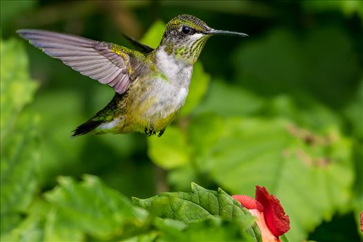 Ruby Throated Hummingbird by Buckmaster