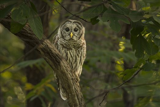 Barred Owl taken in Real Dark Conditions with ISO up to 16000 by Buckmaster
