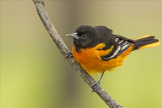 Perched Baltimore Oriole by Buckmaster