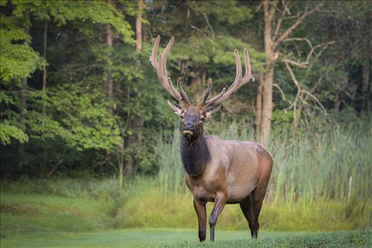 Bull Elk Velvet by Buckmaster