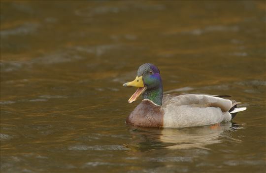 Mallard Duck(Male) by Buckmaster