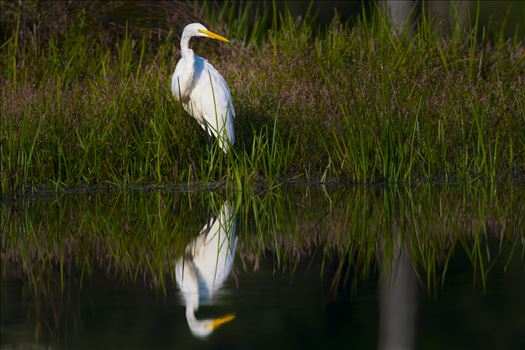 Great Egret by Buckmaster