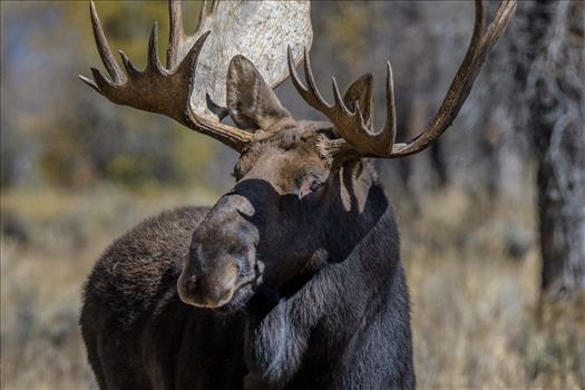 Moose Close Up by Buckmaster