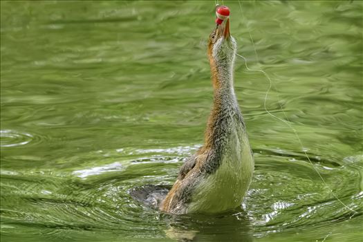 Common Merganser Duckling Tasting a Fishing Bobber by Buckmaster