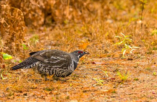 Male Spruce Grouse by Buckmaster