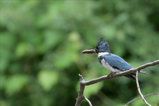 Kingfisher with Fish by Buckmaster