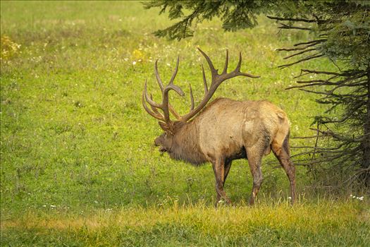 North American Bull Elk by Buckmaster