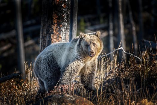 Grizzly Bear Taken In Wyoming 2018 by Buckmaster