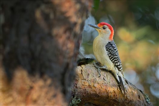 Red Bellied Woodpecker by Buckmaster