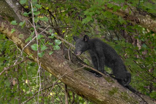 North Carolina Black Bear Cub Treed by Buckmaster