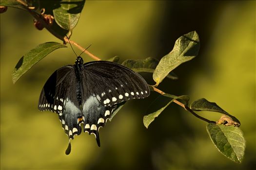 Black Swallowtail in Delaware Water Gap, Pa by Buckmaster