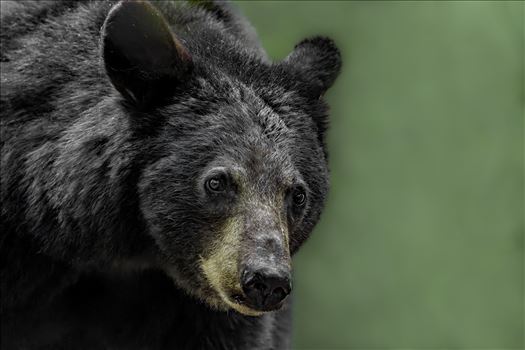 Black Bear Sow Up Close by Buckmaster