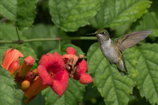 Ruby Throated Hummingbird by Buckmaster