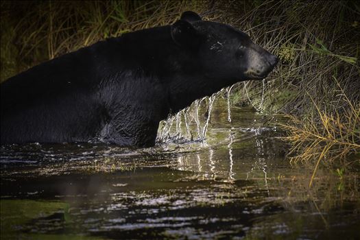 Black Bear Crossing Stream by Buckmaster