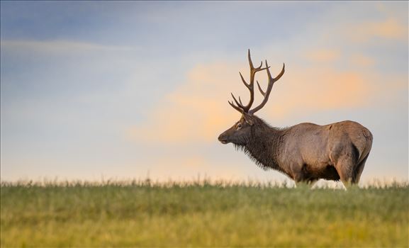 Sunrise Hilltop Elk by Buckmaster