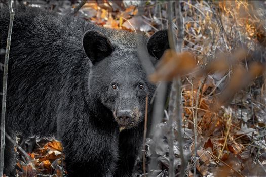 Curious Black Bear in November by Buckmaster