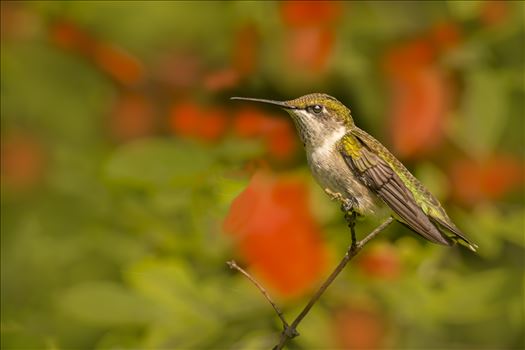 Female Ruby Throated Hummingbird on a Perch with Trumpet Flowers in Backdrop by Buckmaster