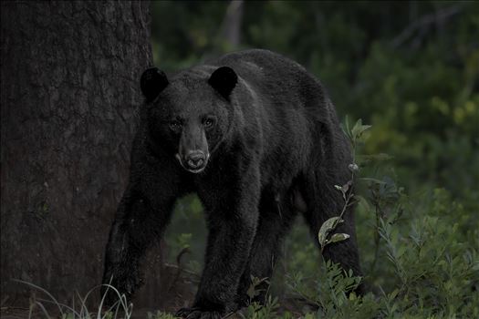 Black Bear Walking up to Me by Buckmaster