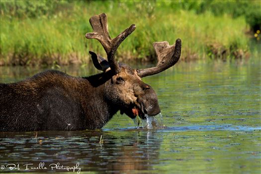 Bull Moose, Maine.JPG by Buckmaster