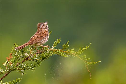 Sparrow by Buckmaster