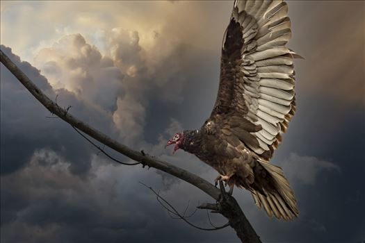 Vulture in Eerie sky by Buckmaster