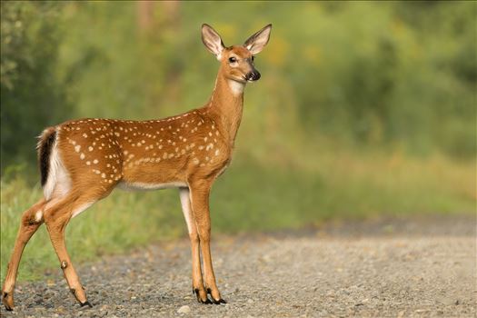 Whitetail Fawn by Buckmaster