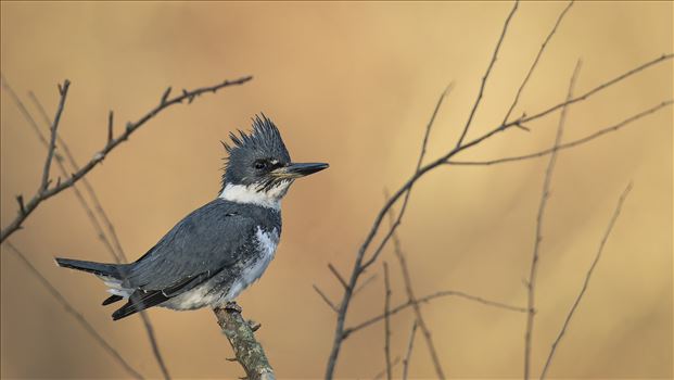 Belted Kingfisher by Buckmaster