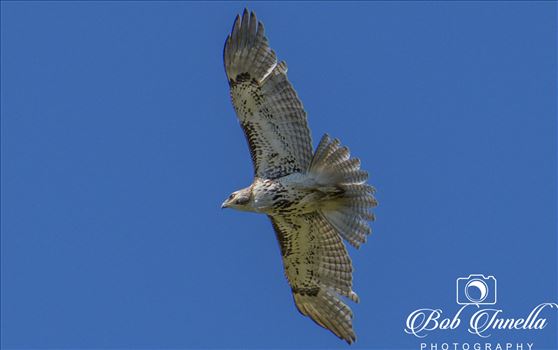 Hawk by Buckmaster