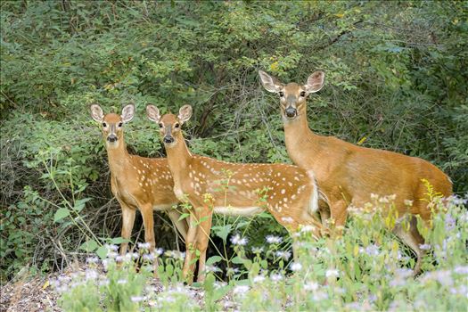 Whitetail Doe and 2 Fawns - 