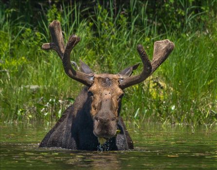 Bull Moose by Buckmaster