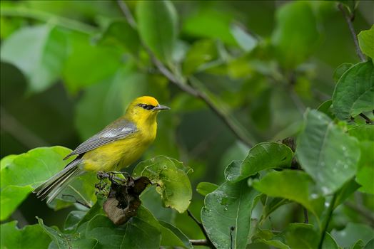 Blue Winged Warbler by Buckmaster