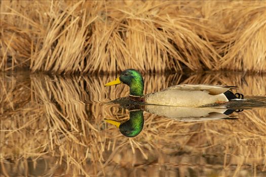 Mallard Duck Reflection by Buckmaster