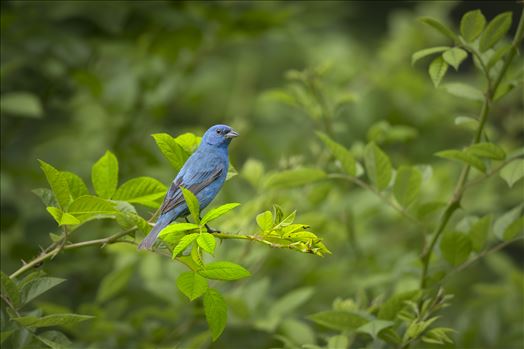 Indigo Bunting - 