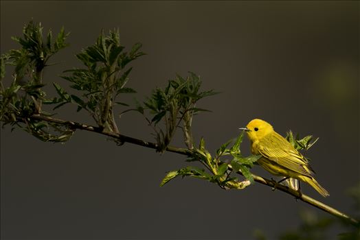 Yellow Warbler Green Branch by Buckmaster