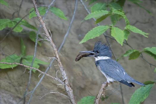 Belted Kingfisher with Catch of the Day by Buckmaster