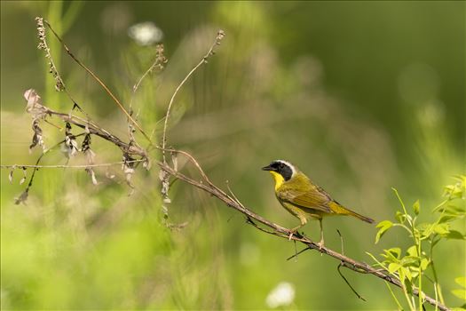 Yellow Throated Warbler by Buckmaster