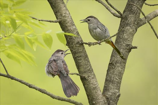 2 Gray Catbirds with green background- by Buckmaster