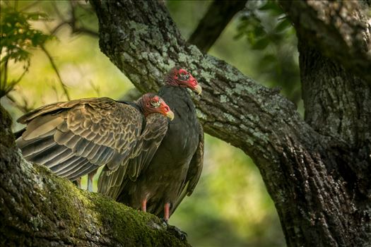 Turkey Vultures waiting for their next meal by Buckmaster